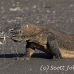 dragon_komodo_hsb_rinca_h_1764_kom4114.jpg
